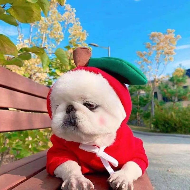 Hund als Apfel verkleidet