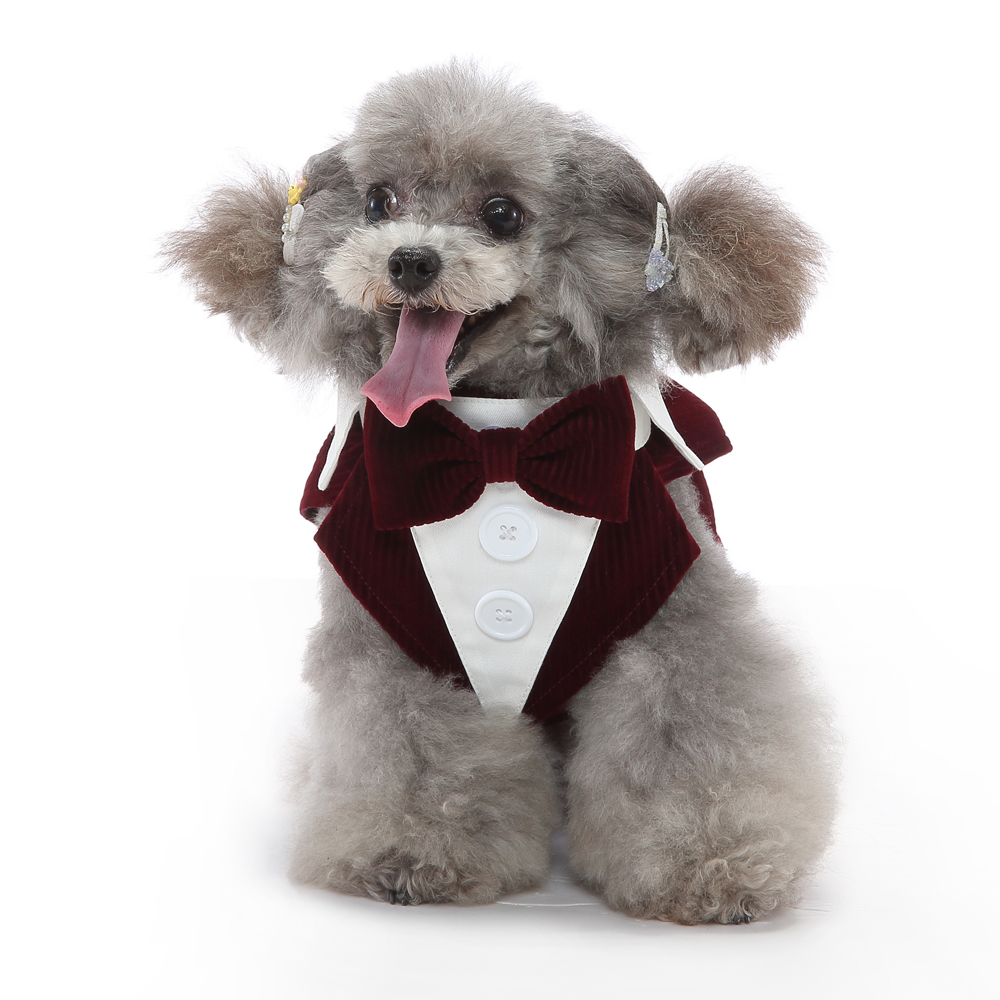 dog wearing a tuxedo dress